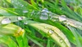 Morning dew on the green grass ÃÂ®n spring season. Royalty Free Stock Photo