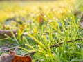 Morning dew on the juicy, succulent, lush, mellow, sappy, pappy grass.