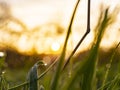 Morning dew on the juicy, succulent, lush, mellow, sappy, pappy grass.