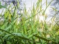 Morning dew on the juicy, succulent, lush, mellow, sappy, pappy grass. Sunrise. Royalty Free Stock Photo