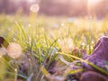 Morning dew on the juicy, succulent, lush, mellow, sappy, pappy grass. Royalty Free Stock Photo