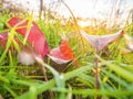 Morning dew on the juicy, succulent, lush, mellow, sappy, pappy grass. Sunrise. Royalty Free Stock Photo