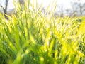 Morning dew on the juicy, succulent, lush, mellow, sappy, pappy grass. Sunrise. Royalty Free Stock Photo