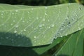 morning dew on the leaves. drops of water dew in morning outdoors close-up macro, panorama. Beautiful artistic image of purity and Royalty Free Stock Photo