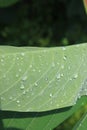 morning dew on the leaves. drops of water dew in morning outdoors close-up macro, panorama. Beautiful artistic image of purity and