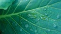 Morning dew on the leaves. drops of water dew in morning outdoors close-up macro, panorama. Beautiful artistic image of purity and Royalty Free Stock Photo