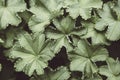 Morning dew on leaves of green leaves of Alchemilla Lady Mantle