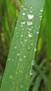 morning dew on lemon grass Royalty Free Stock Photo