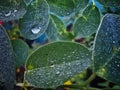 morning dew on lime leaves Royalty Free Stock Photo