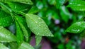 Morning dew on lime leaves Royalty Free Stock Photo