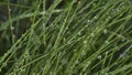 Close up of dew on long fronds of grass