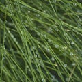 Square crop Close up of dew on long fronds of grass