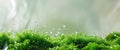 Morning Dew on Lush Green Moss with Abstract Background and Copy Space for Text in Spring Nature Setting Royalty Free Stock Photo