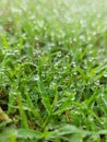 morning dew macro clear water droplets on grass fresh green grass Royalty Free Stock Photo