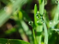 morning dew macro clear water droplets on grass fresh green grass Royalty Free Stock Photo