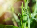 morning dew macro clear water droplets on grass fresh green grass Royalty Free Stock Photo