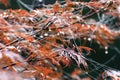 Morning dew on maple leaves and silk strands during autumn Royalty Free Stock Photo