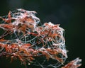 Morning dew on maple leaves and silk strands during autumn Royalty Free Stock Photo