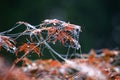 Morning dew on maple leaves and silk strands during autumn Royalty Free Stock Photo