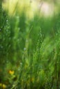 Morning dew on a meadow full of horsetails with beautiful bokeh