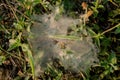 Morning dew Perched on a small white spider web that covered the top of the grass Royalty Free Stock Photo