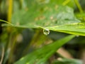 morning dew, perfectly round