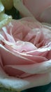 Morning dew on pink rose flower Royalty Free Stock Photo