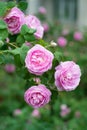 Morning dew on a pink rose in the garden Royalty Free Stock Photo