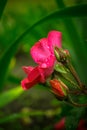 Morning dew on a pink rose Royalty Free Stock Photo