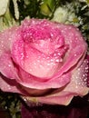 Morning dew on pink rose petals Royalty Free Stock Photo