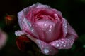 Morning dew on the pink tea rose Royalty Free Stock Photo