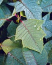 Morning Dew on the plants