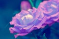 Morning dew on purple roses Royalty Free Stock Photo