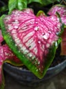 morning dew on red leaves