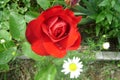 Morning dew on red rose