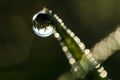 Morning dew reflection Royalty Free Stock Photo