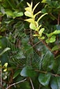 Morning Dew Resting on a Spider`s Web