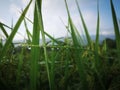 Morning dew on the rice plant Royalty Free Stock Photo
