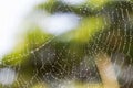 Morning dew. Shining water drops on spiderweb Royalty Free Stock Photo