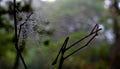 Morning dew. Shining water drops on spiderweb over green forest Royalty Free Stock Photo