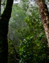 Morning dew. Shining water drops on spiderweb over green forest Royalty Free Stock Photo