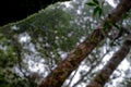 Morning dew. Shining water drops on spiderweb over green forest Royalty Free Stock Photo