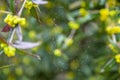 Morning dew shining water drops on a spiderweb over a green forest background. Spider web or cobweb with water drops after rain Royalty Free Stock Photo