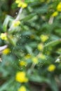 Morning dew shining water drops on a spiderweb over a green forest background. Spider web or cobweb with water drops after rain Royalty Free Stock Photo