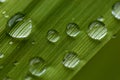 Morning dew on a single blade of grass. Royalty Free Stock Photo