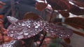 Red leaves with some water drops