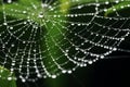 Morning Dew: Spider\'s Web in Ethereal Detail Royalty Free Stock Photo