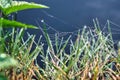 Morning dew on a spider web in the grass by the water Royalty Free Stock Photo