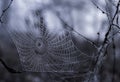 Morning dew on spider web Royalty Free Stock Photo