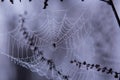 Morning dew on spider web Royalty Free Stock Photo